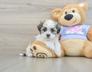 9 week old Teddy Bear Puppy For Sale - Windy City Pups