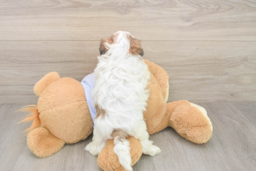 Teddy Bear Puppy for Adoption