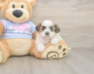 8 week old Teddy Bear Puppy For Sale - Windy City Pups