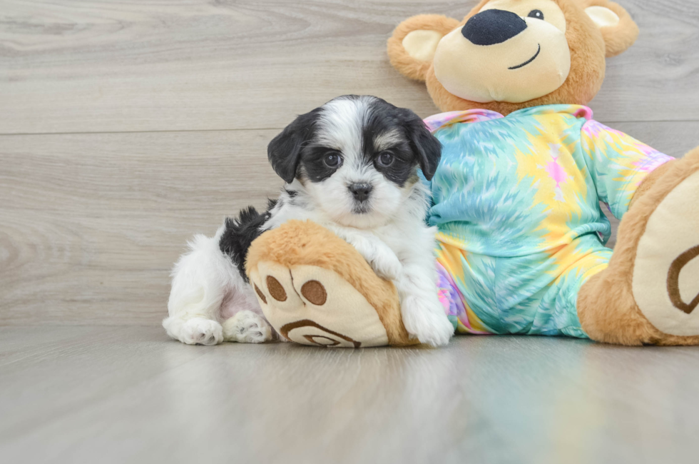 6 week old Teddy Bear Puppy For Sale - Windy City Pups