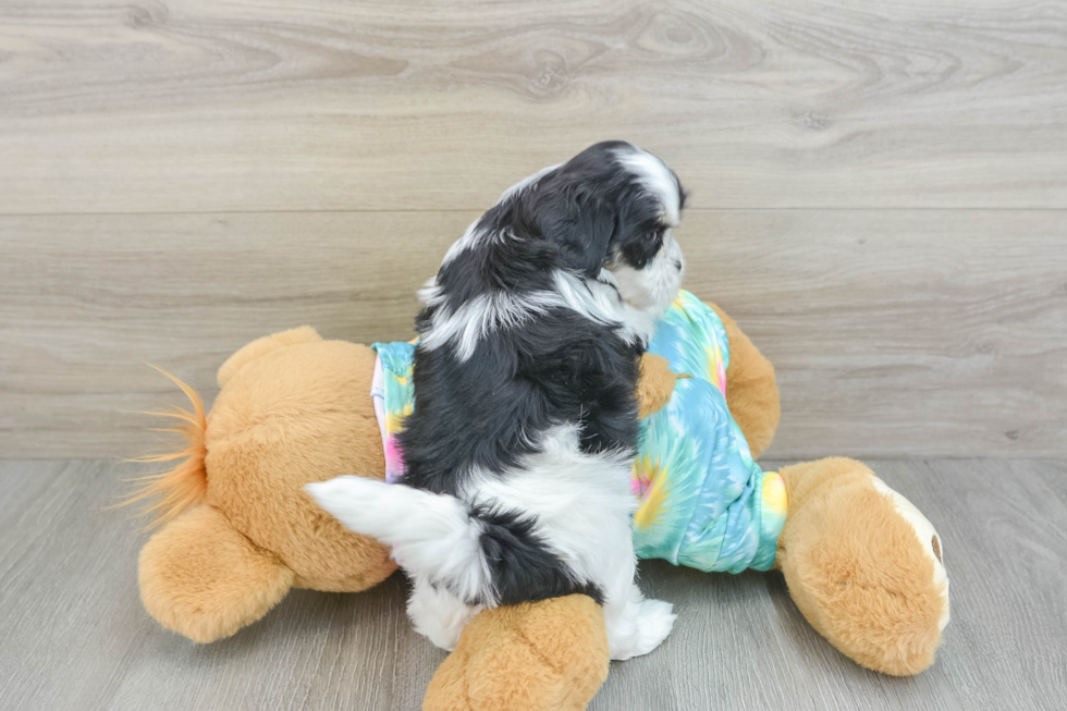 Friendly Teddy Bear Baby