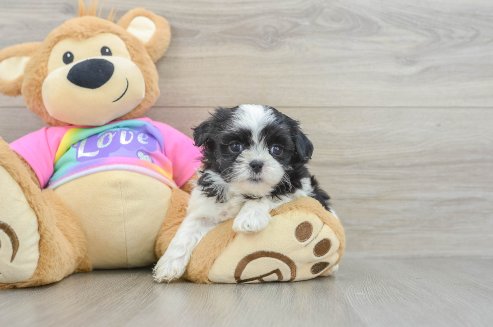 5 week old Teddy Bear Puppy For Sale - Windy City Pups