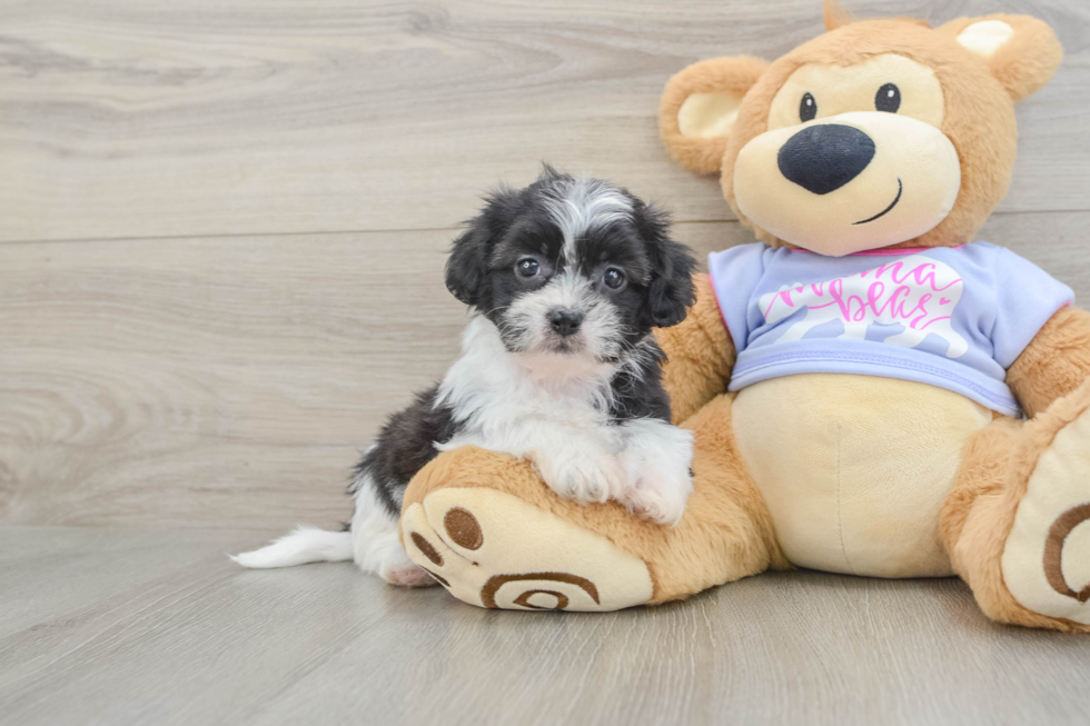 Teddy Bear Pup Being Cute