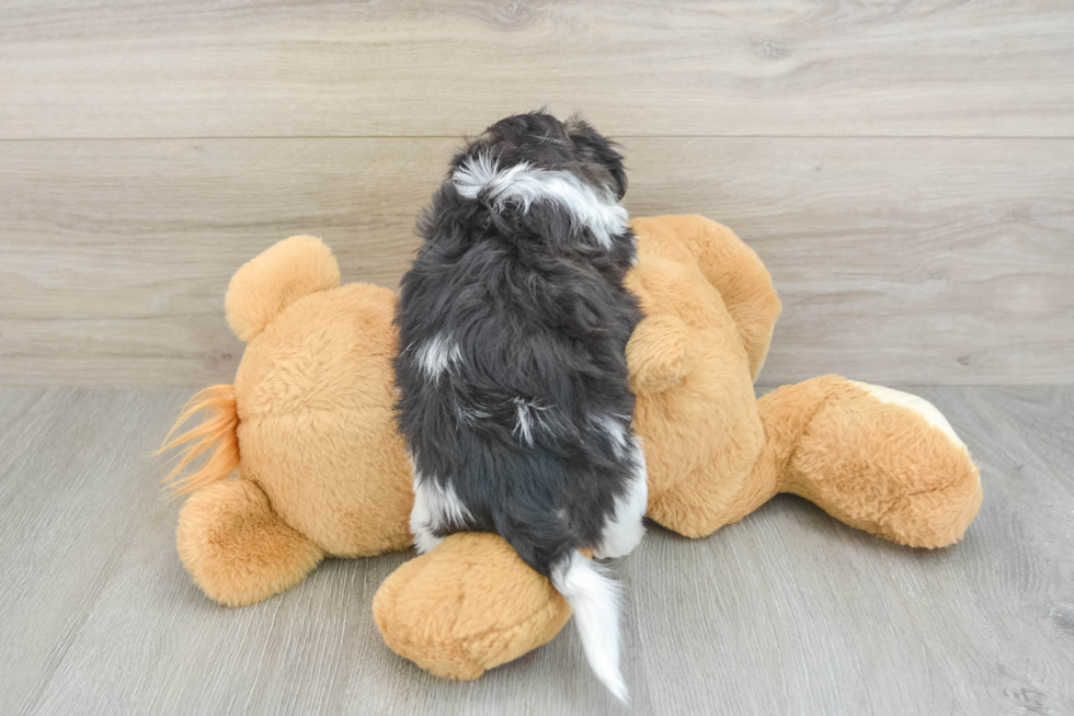 Teddy Bear Pup Being Cute