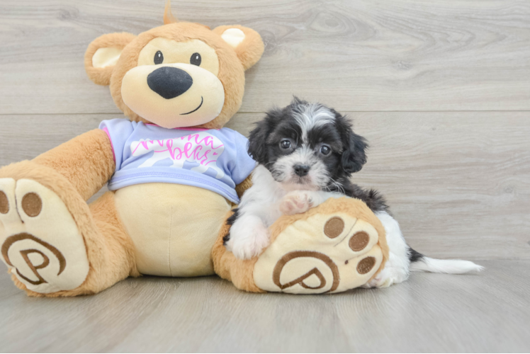 Teddy Bear Pup Being Cute