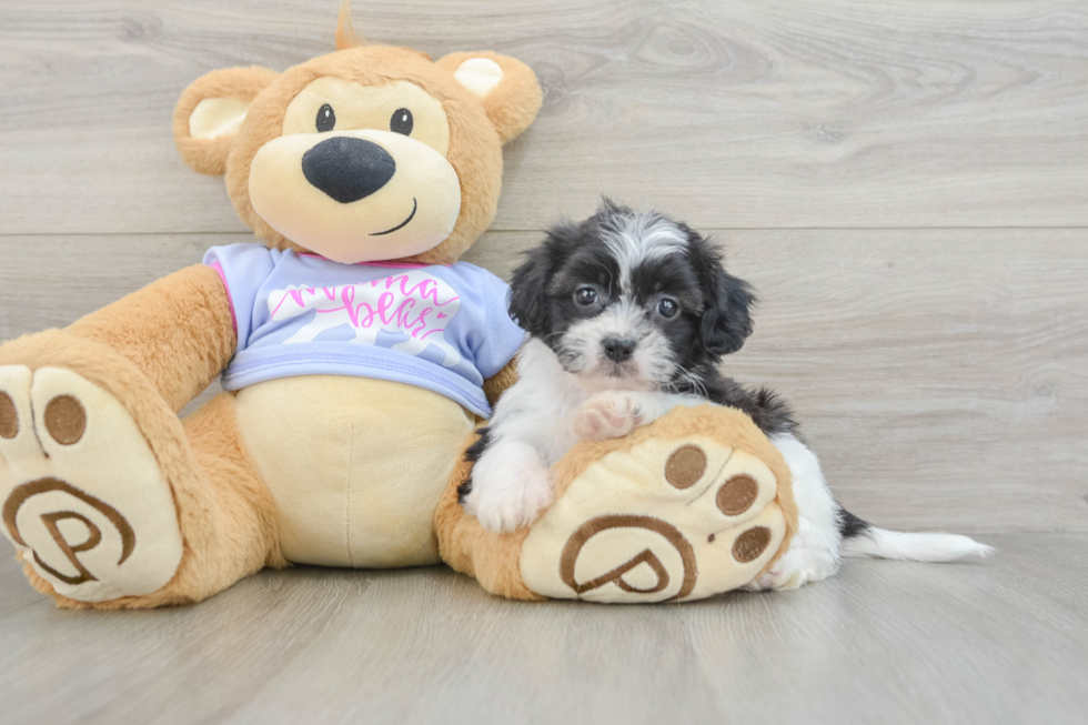 Teddy Bear Pup Being Cute