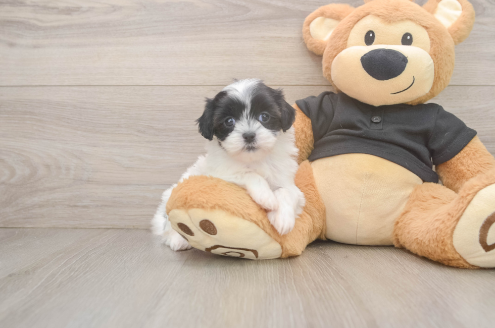 6 week old Teddy Bear Puppy For Sale - Windy City Pups