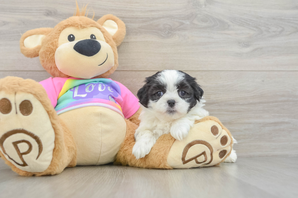 5 week old Teddy Bear Puppy For Sale - Windy City Pups