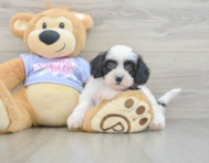 5 week old Teddy Bear Puppy For Sale - Windy City Pups