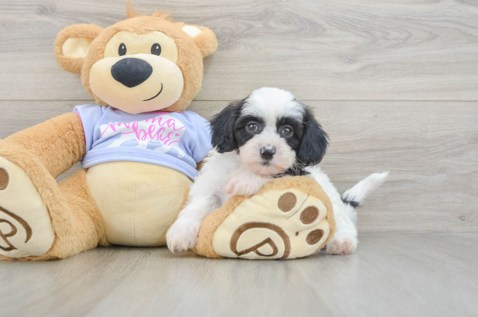 5 week old Teddy Bear Puppy For Sale - Windy City Pups