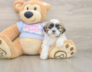 7 week old Teddy Bear Puppy For Sale - Windy City Pups