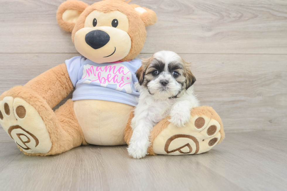 Teddy Bear Puppy for Adoption