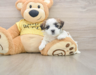 6 week old Teddy Bear Puppy For Sale - Windy City Pups