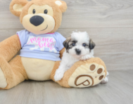 7 week old Teddy Bear Puppy For Sale - Windy City Pups