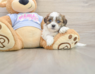 5 week old Teddy Bear Puppy For Sale - Windy City Pups