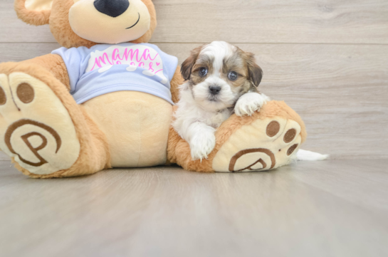 Best Teddy Bear Baby