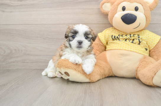 Playful Shit Designer Puppy