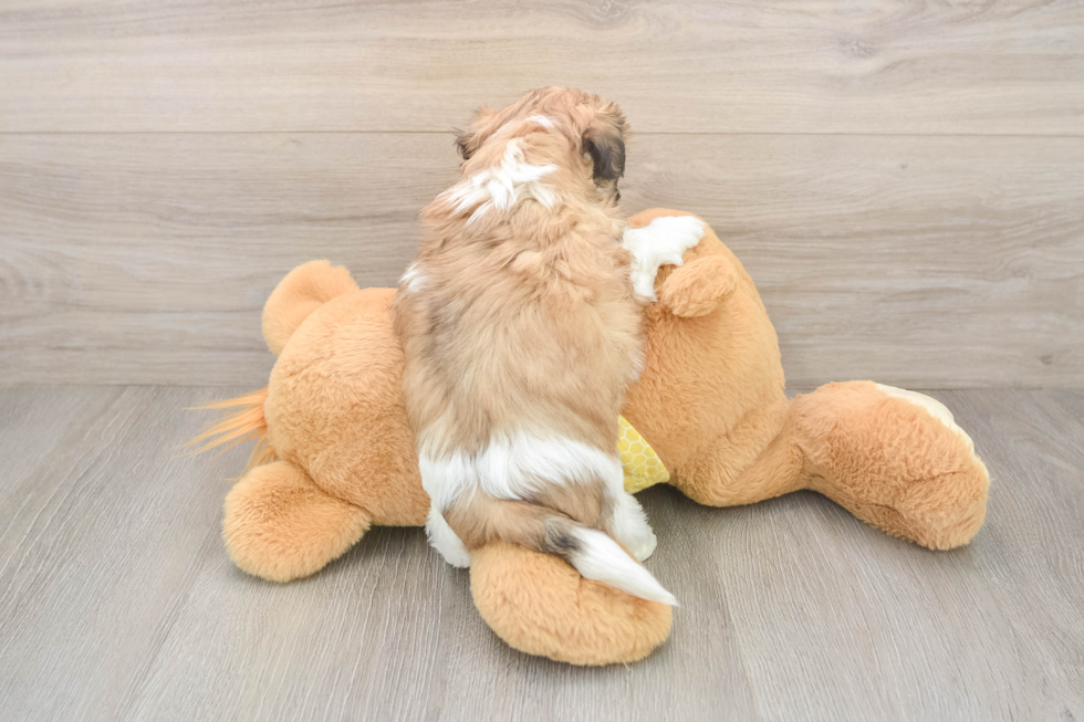 Sweet Teddy Bear Baby