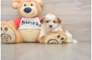 Best Teddy Bear Baby