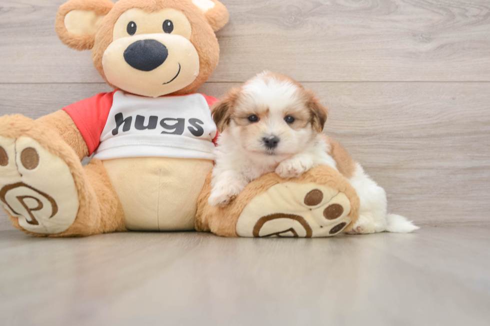 Best Teddy Bear Baby