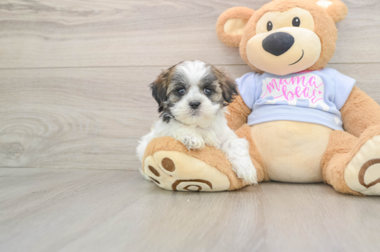 Teddy Bear Puppy for Adoption
