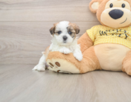 7 week old Teddy Bear Puppy For Sale - Windy City Pups
