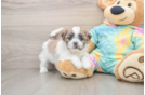 Petite Teddy Bear Designer Pup