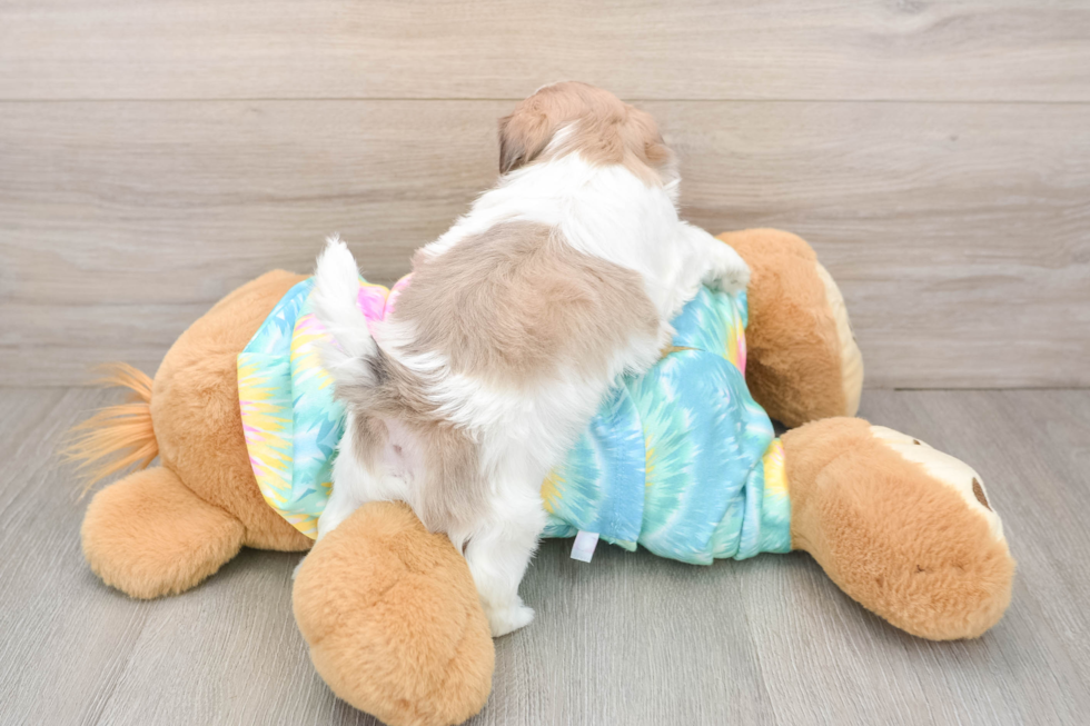 Funny Teddy Bear Designer Pup