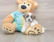 5 week old Teddy Bear Puppy For Sale - Windy City Pups