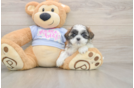 Funny Teddy Bear Designer Pup
