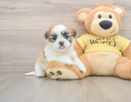 6 week old Teddy Bear Puppy For Sale - Windy City Pups