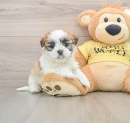 8 week old Teddy Bear Puppy For Sale - Windy City Pups
