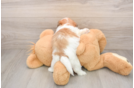 Popular Teddy Bear Designer Pup