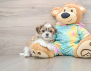 5 week old Teddy Bear Puppy For Sale - Windy City Pups