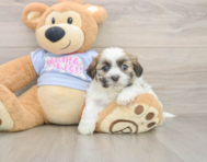 5 week old Teddy Bear Puppy For Sale - Windy City Pups