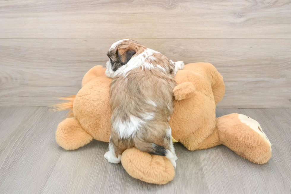 Teddy Bear Pup Being Cute