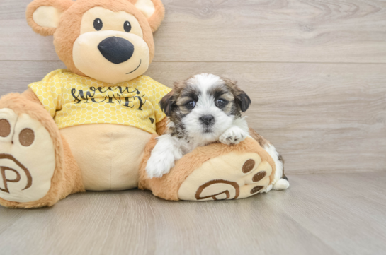 Teddy Bear Pup Being Cute