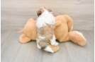 Best Teddy Bear Baby
