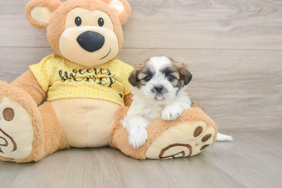 Cute Teddy Bear Baby