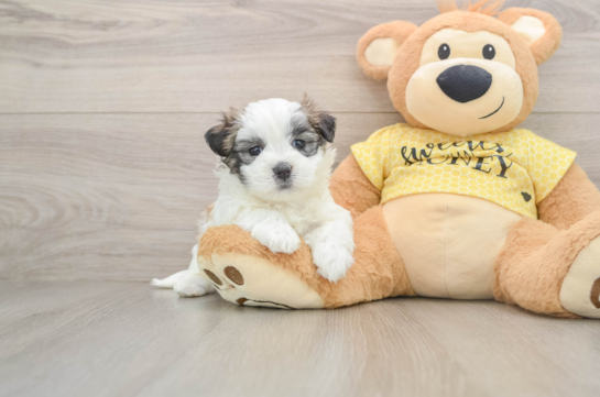 Small Teddy Bear Baby
