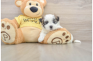 Happy Teddy Bear Baby
