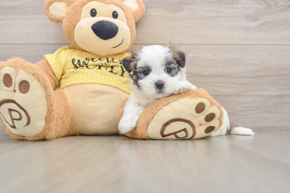 Happy Teddy Bear Baby