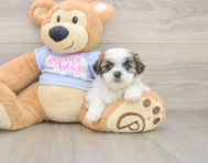 7 week old Teddy Bear Puppy For Sale - Windy City Pups