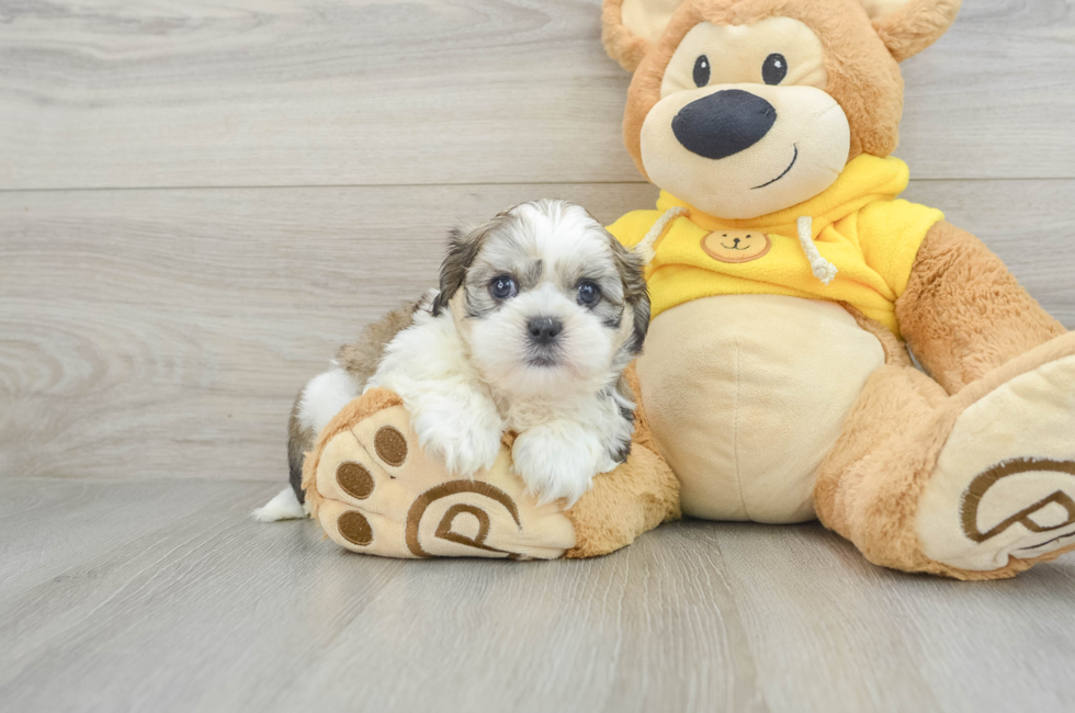 6 week old Teddy Bear Puppy For Sale - Windy City Pups