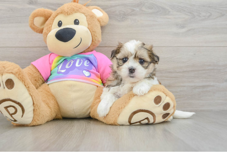 Sweet Teddy Bear Baby