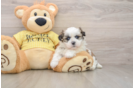 Teddy Bear Puppy for Adoption
