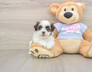 6 week old Teddy Bear Puppy For Sale - Windy City Pups