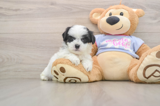 OAKLEY, a Teddy Bear littermate