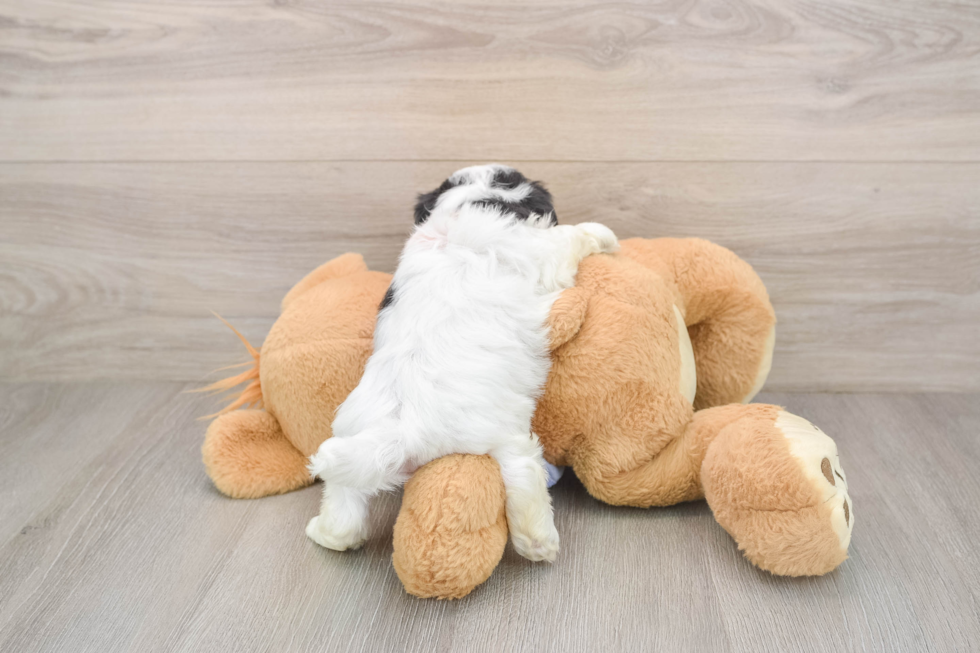 Teddy Bear Puppy for Adoption