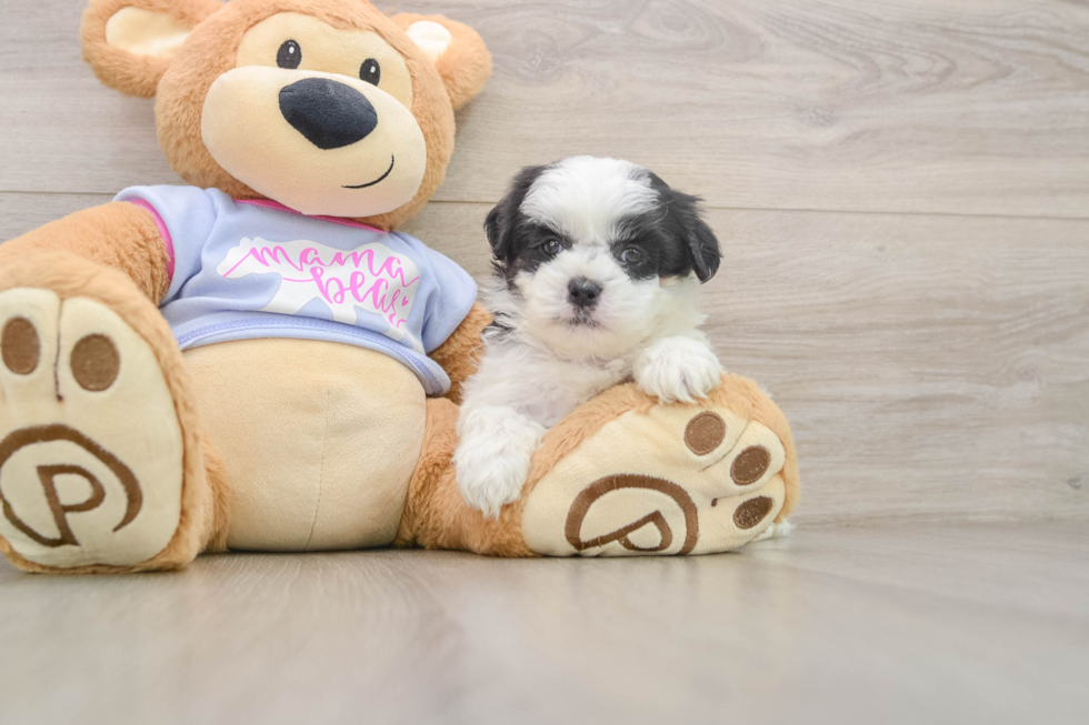 Best Teddy Bear Baby